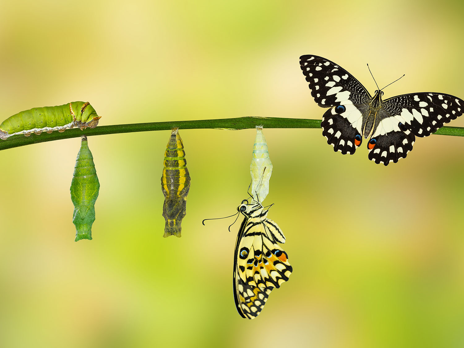 Imago Transformation - von der Raupe zum Schmetterling